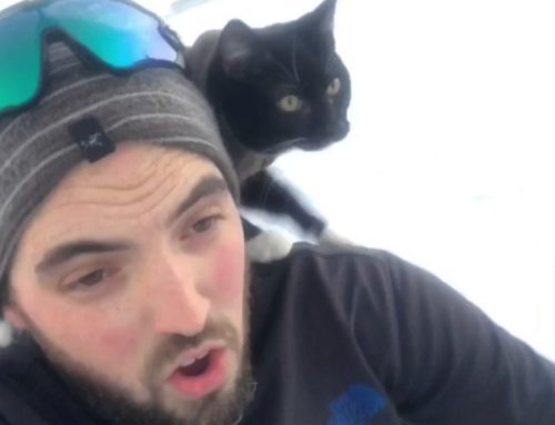 A Man Went Sledding with His Cat