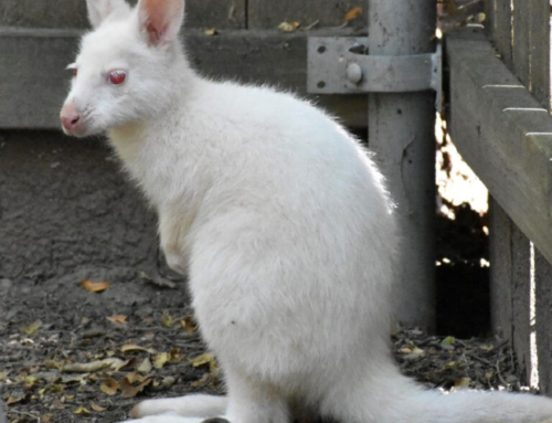 Only Albino Wallaby In The U.S. Settles Into New Home At Sunset Zoo